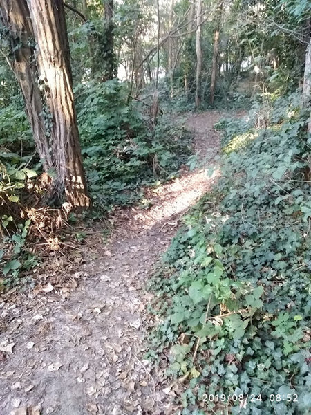 look at typical singletrack on Kattenberg .