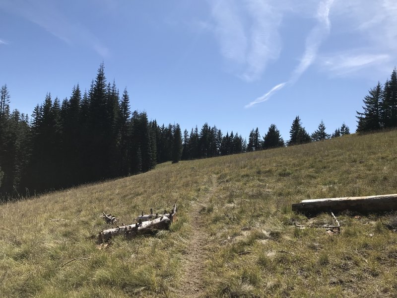 Oregon Timber Trail (OTT): Segment 5 - Bunchgrass Ridge