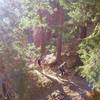 Lots of people climb the road, but going up the singletrack is lovely and not too challenging.