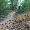 Small root section downhill segment near the end of the trail "1A".