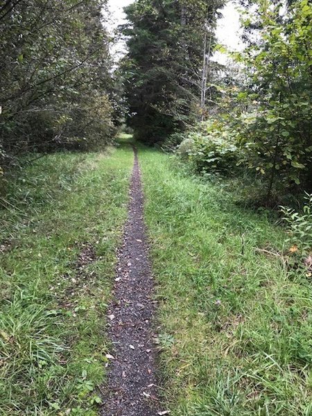 Crown Zellerbach Trail Mountain Bike Trail Scappoose Oregon