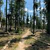 Singletrack through trees and deadfall
