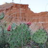 Beautiful Cactus on Capitol Peak Trail