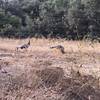 Peacocks
