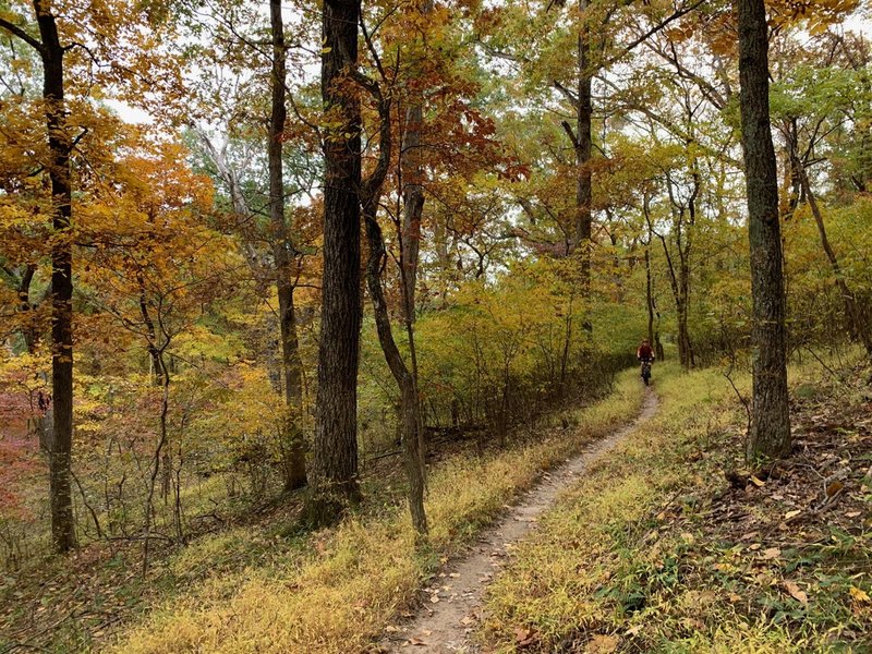 Flowing part of trail through scenic trees