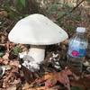 BIG mushroom!