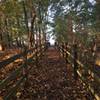 Singletrack wood section Puivelde