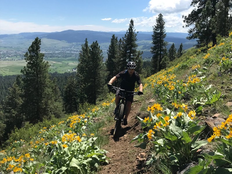 Descending Caffeine Trail near the top of the mountain