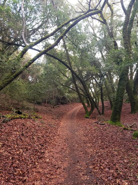 Lower half of Stevens Creek Canyon Trail in mid-December 2019.  Note moss on trees and heavy leaf cover on trail.