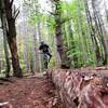 Log balance features like this one are scattered through out the Shindagin Hollow trails.