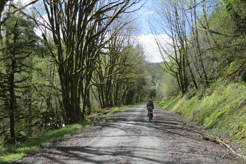 Siletz River Road