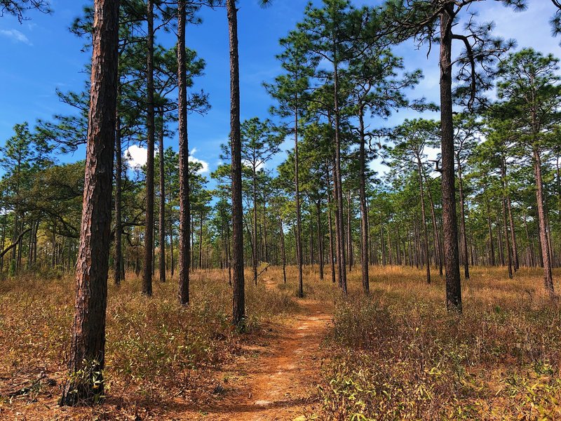 croom mtb trails