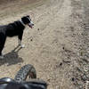 Trevor the Border Collie on the trail.