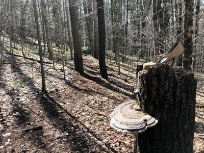 G3 (Stiletto) Mountain Bike Trail, Dryden, New York