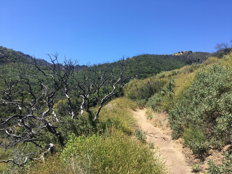 About halfway up Los Pinetos.
