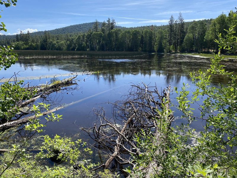 Mazama