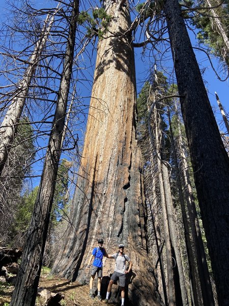 Big Trees