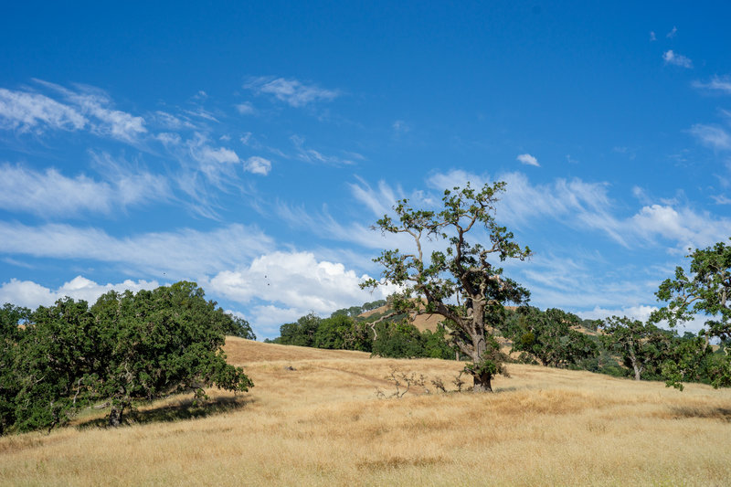 Hotel Trail Mountain Bike Trail, Seven Trees, California