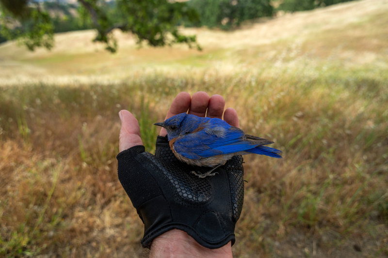Bluebird