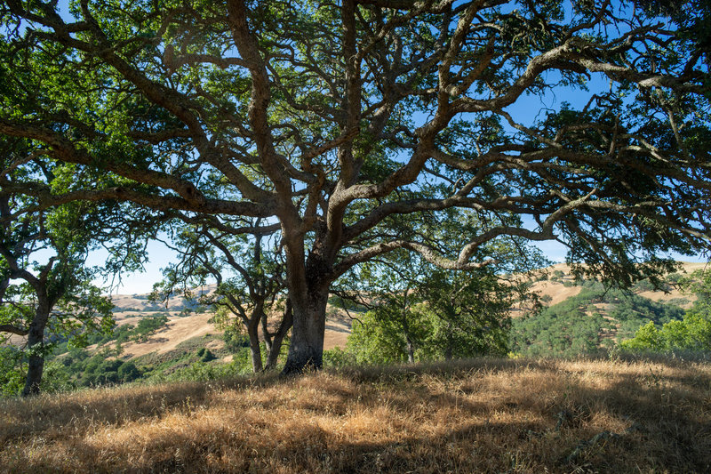 Gorgeous oak tree