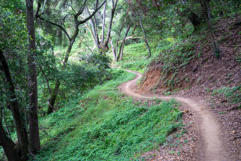 Singletrack through the forest