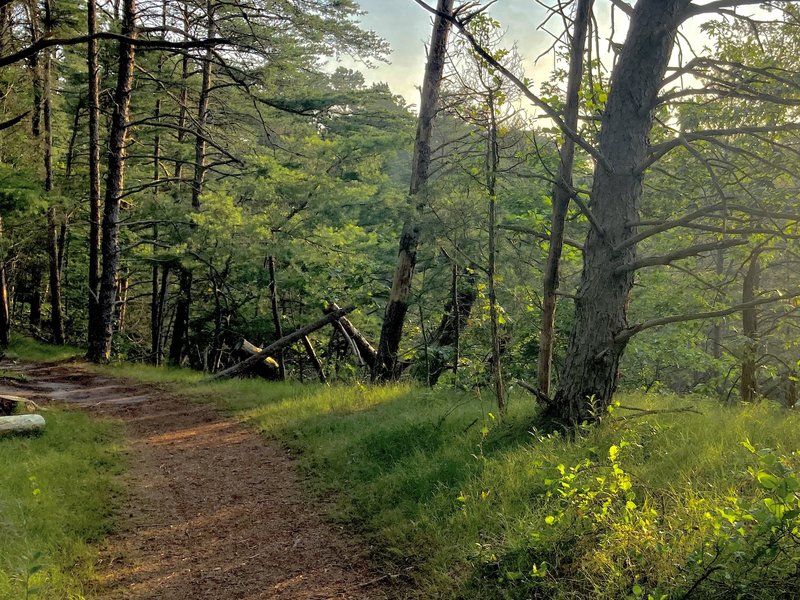Maurice River Bluffs Mountain Bike Trail Mountain Bike Trail 