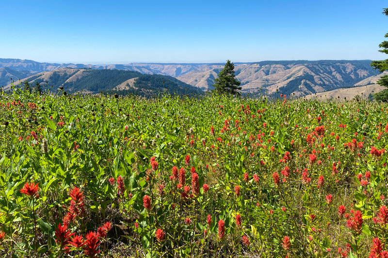A seasonally late bloom of flowers ups the views along the Umatilla Rim ...