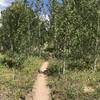 Entering Yellow Dot Trail (the aspens get bigger farther along)