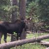 The moose is loose on Cub Creek Trail.