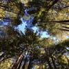 The redwoods of Methuselah Trail