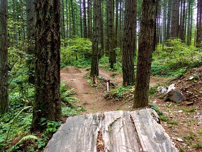 Swan Creek Loop