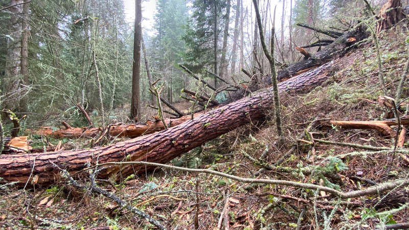 Be prepared for downed trees once you get down to the long, Asotin Creek trail.