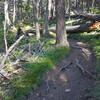 Those fallen trees are bigger than they look! Thankfully they missed the trail