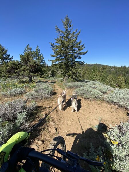 Heading up Independent Mine Trail towards the summit of Lookout Mountain.