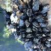 Mussels growing along the shore