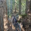 bike between trees