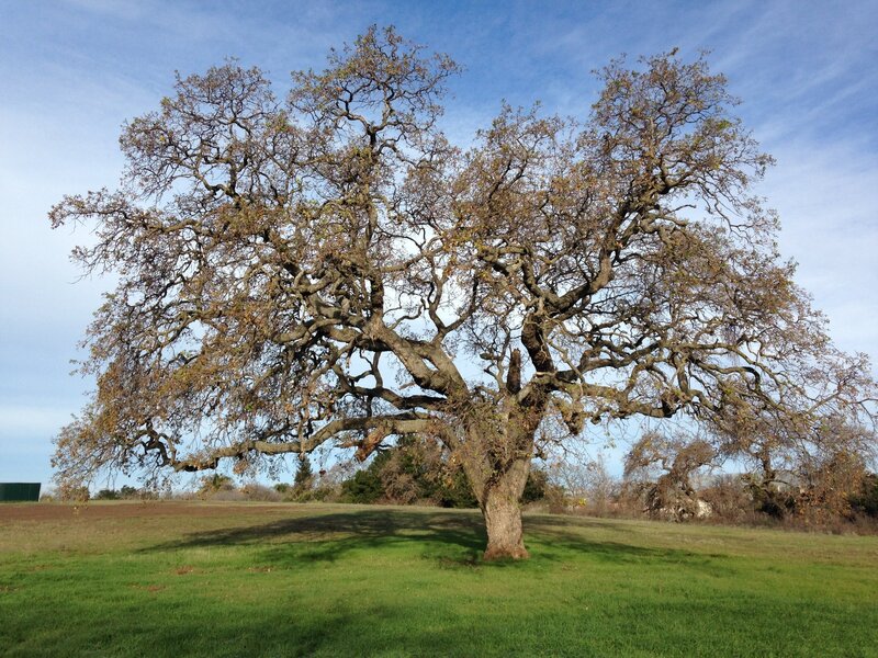 Montgomery Hill Loop Mountain Bike Trail, Seven Trees, California