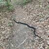Big rat snake crossing the trail. Harmless.