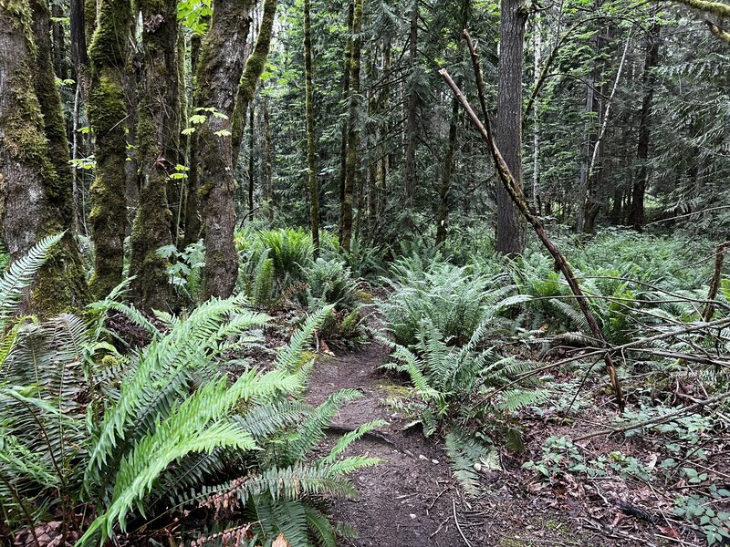 Red Alder
