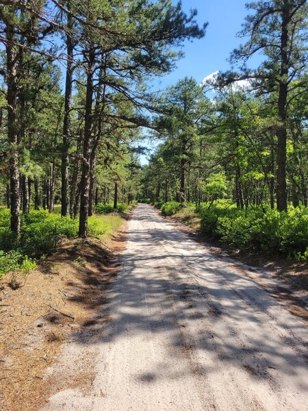 Glossy Spung Road (Hampton Furnace to Carranza Memorial) Mountain Bike ...