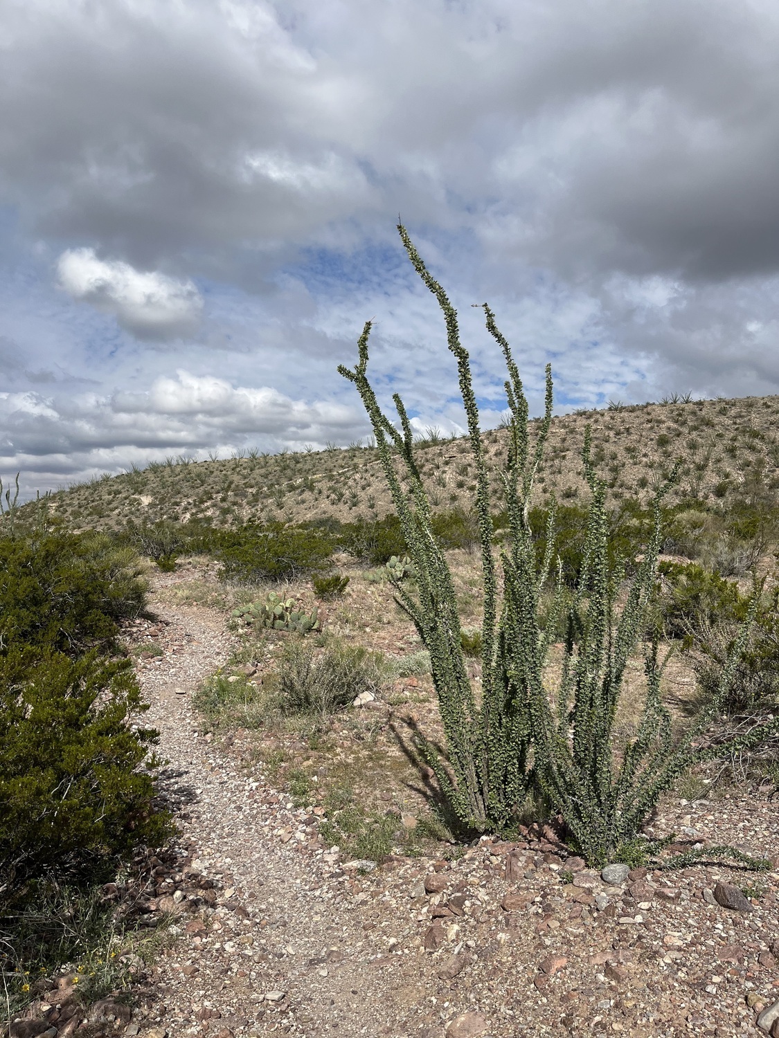 Ocotillo Plant at the junction of Lost Dog and The Ocotillo Trail