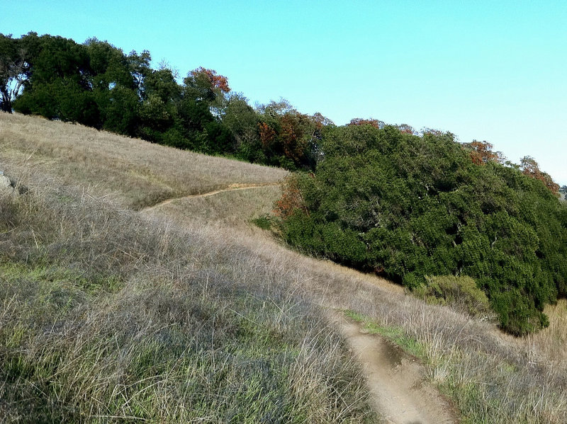 Camp Tamarancho winds through dense forest and across open meadows.