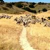 sheep on goat trail.