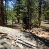 Charlies Cutoff - the best trail in Buffalo Creek is unfortunately one of the shortest!