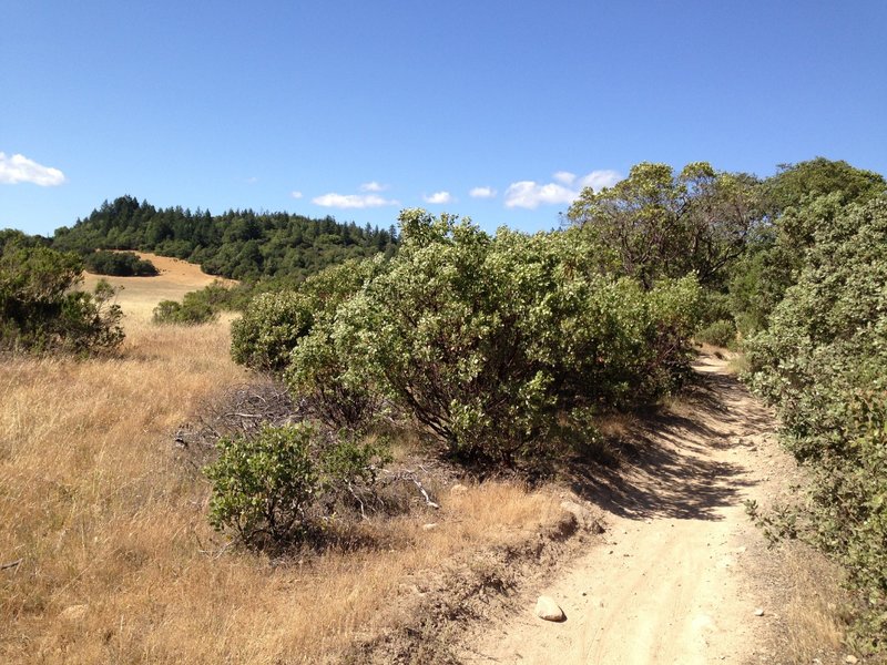 Annadel is a mixture a open fields on one side and enclosed singletrack on the other.
