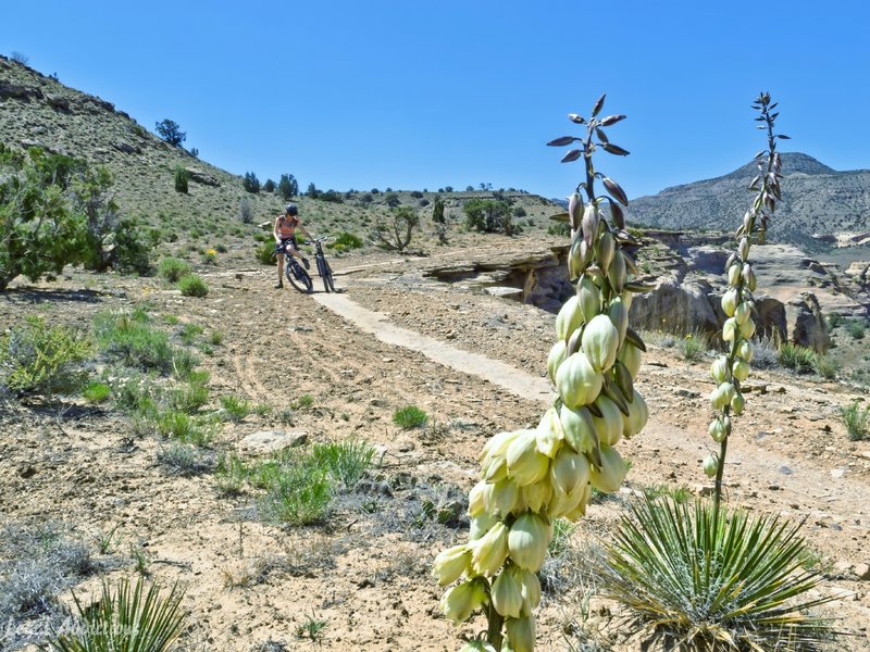 Yuccas along the glorious slot canyon's of the loop