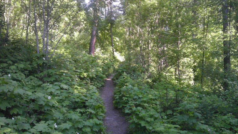 Lush singletrack