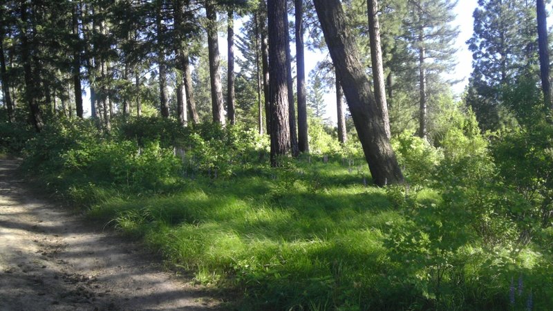 Back into the trees. Welcome shade in the summer months.
