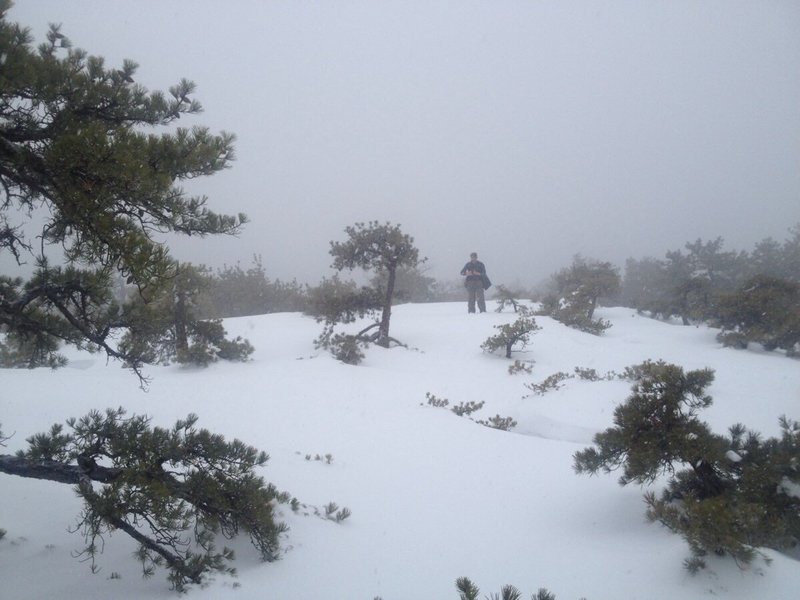 Pitch pine stands near the edge of Millbrook.  Be careful for small snow bridges hiding crevasses in the table rock.