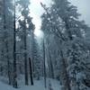Powder day on the fun slopes of Lil Japan.